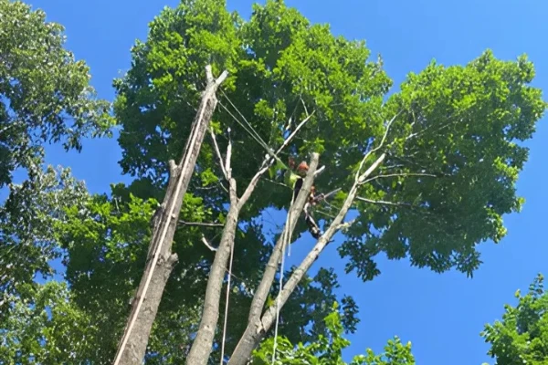 Tree Trimming Services