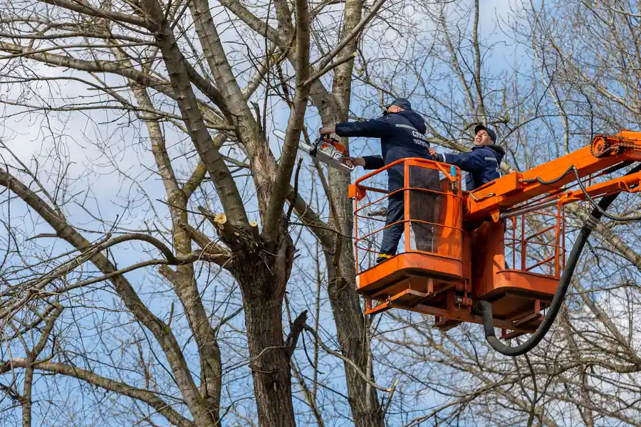 Affordable Tree Removal Services Murfreesboro, TN Affordable Tree Removal Services Murfreesboro, TN