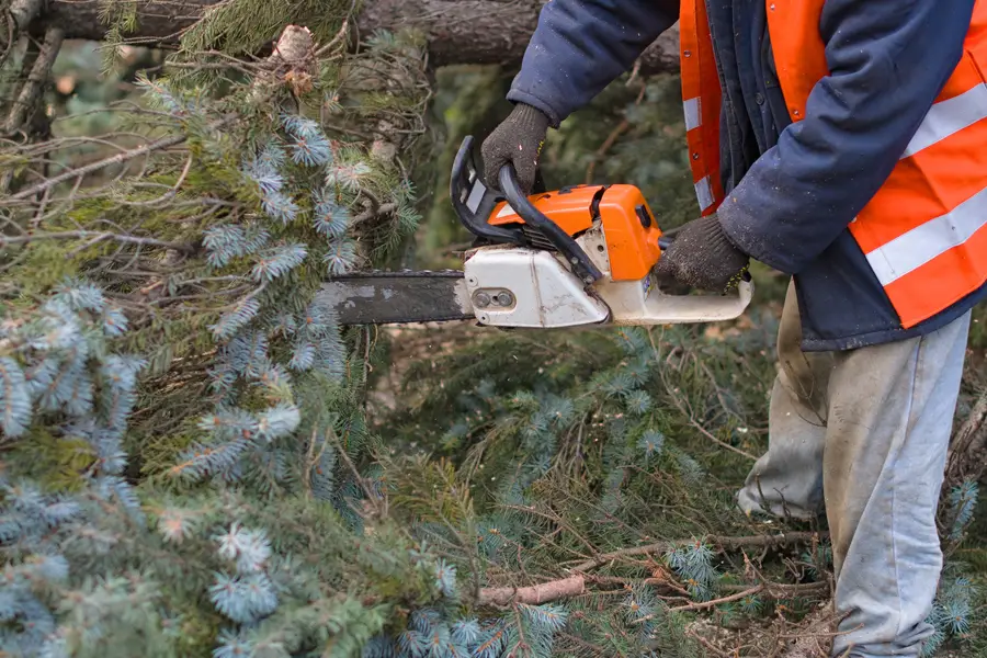 Expert Tree Removal Services Murfreesboro, TN Expert Tree Removal Services Murfreesboro, TN