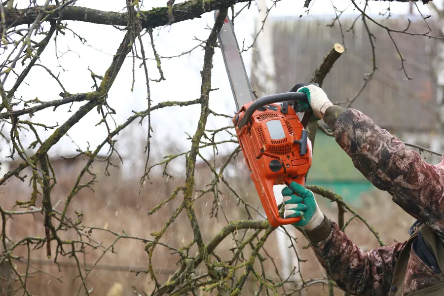 Local Tree Trimming Services Murfreesboro, TN