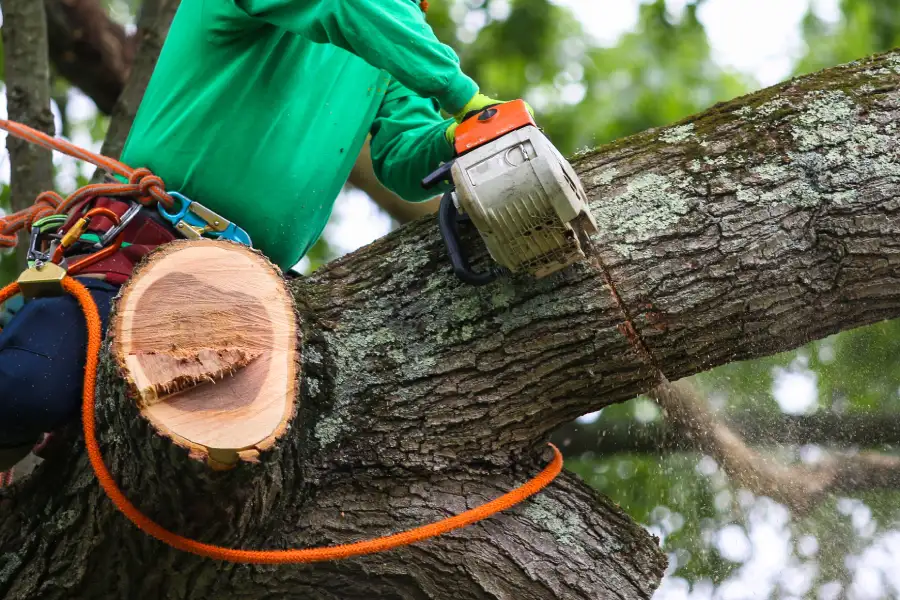 Quality Tree Trimming Services Murfreesboro, TN
