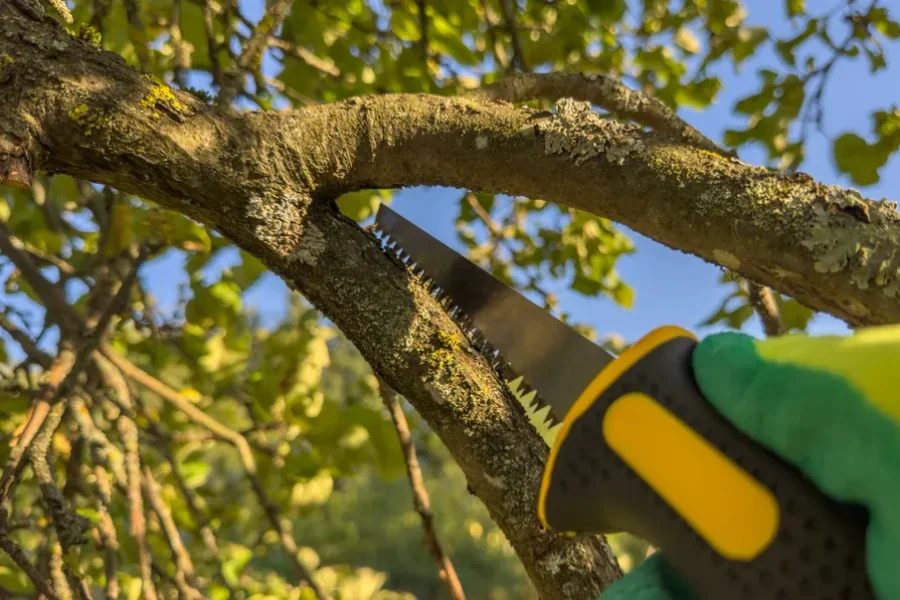 Reputable Tree Trimming Services Murfreesboro, TN